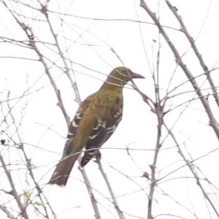 Green Oriole - ML638055268