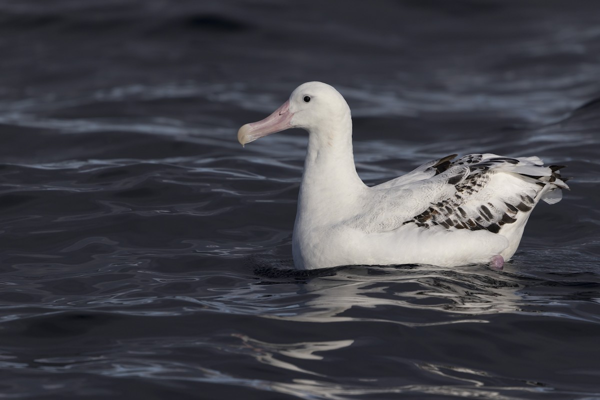 Snowy Albatross - ML638055277