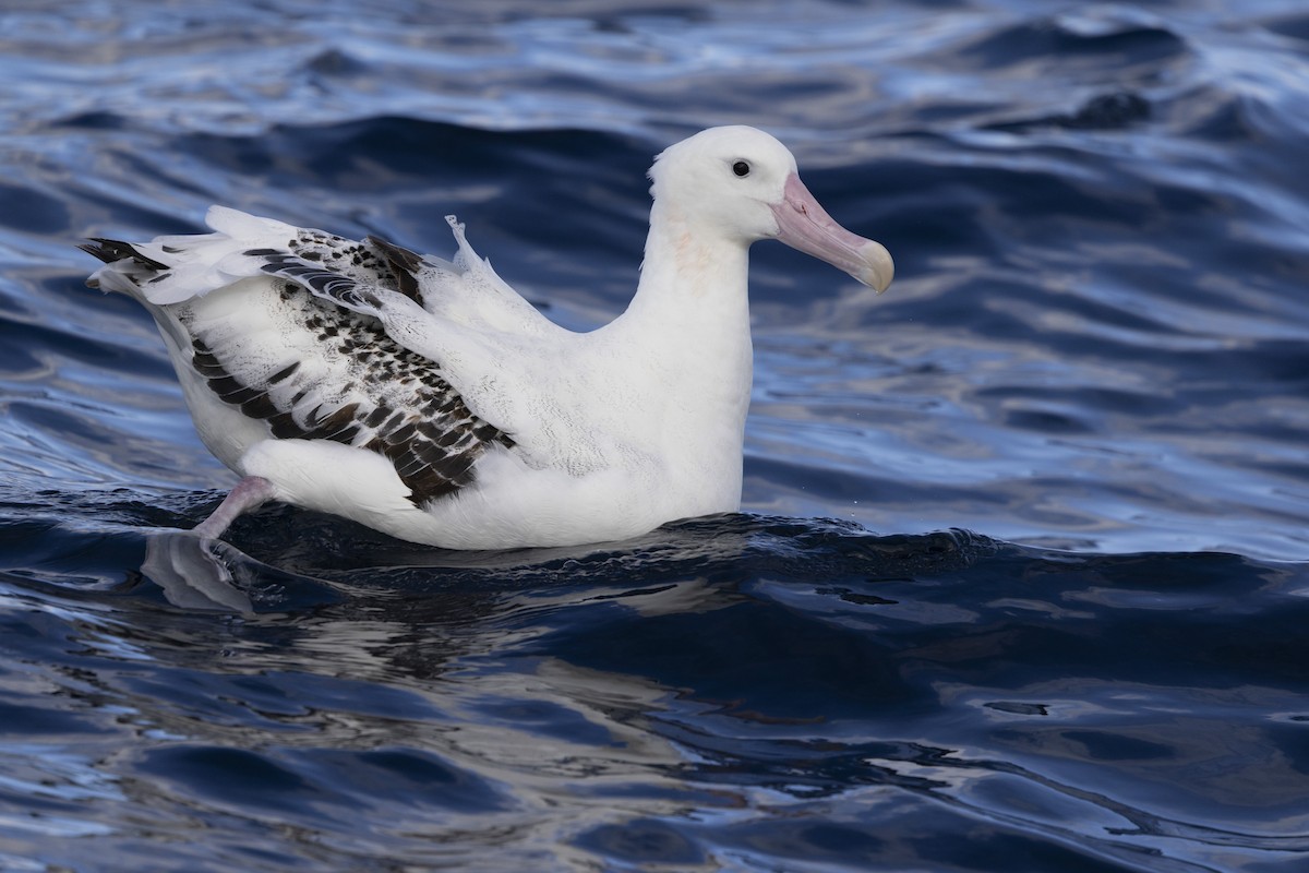 Snowy Albatross - ML638055278