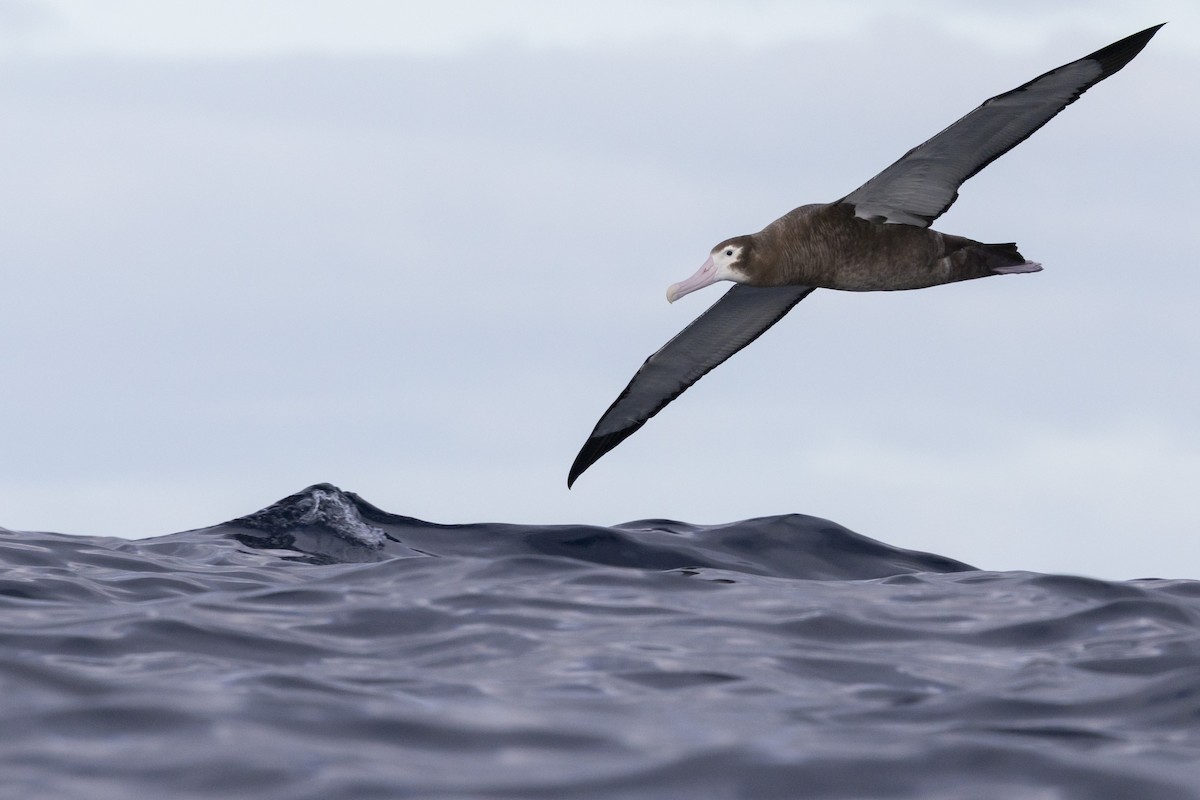 Snowy Albatross - ML638055281
