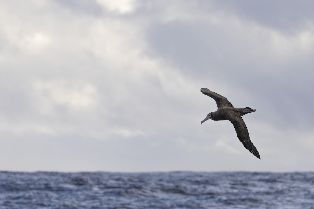 Snowy Albatross - ML638055283