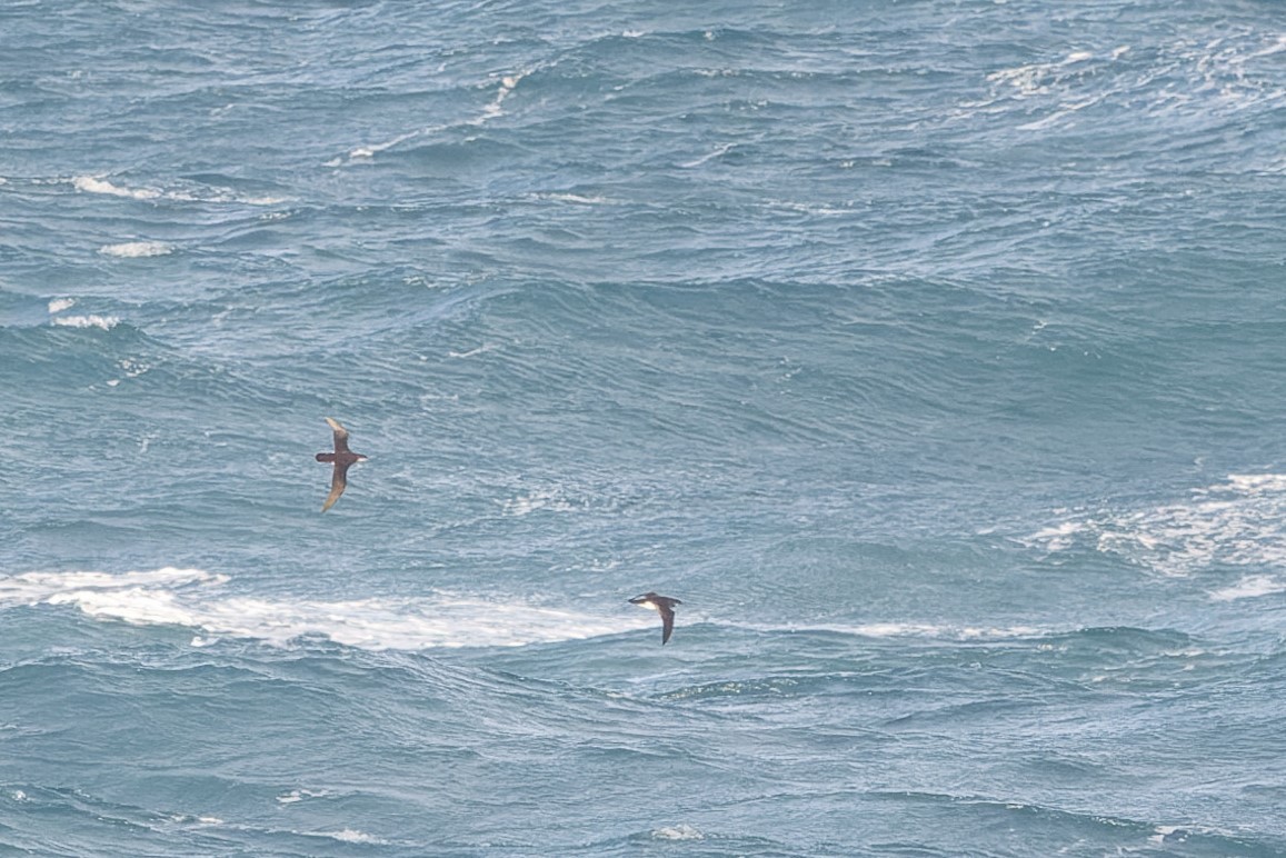 Fluttering Shearwater - ML638055309