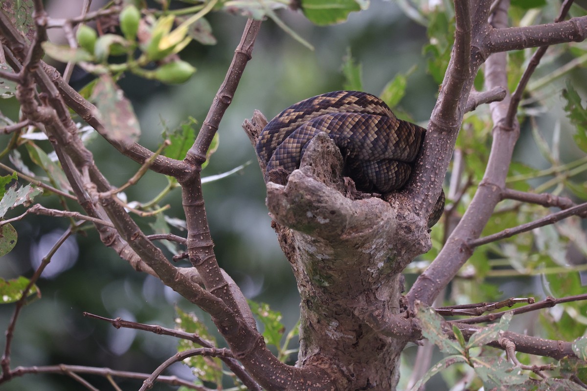 Animals - ML638055321