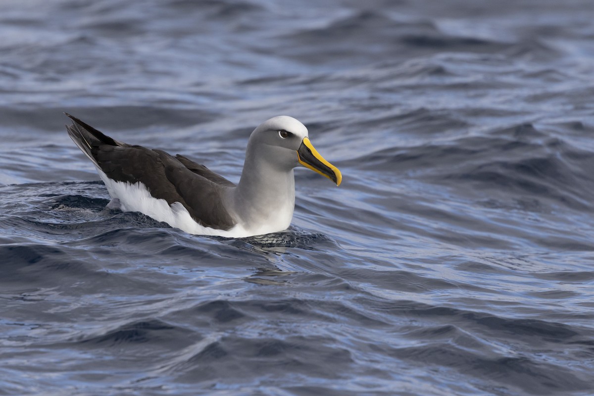 Buller's Albatross - ML638055346