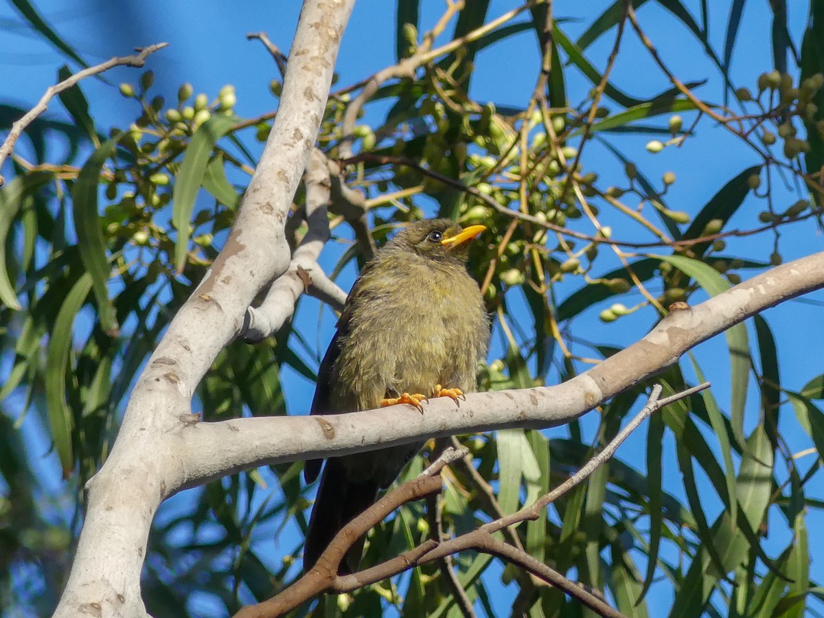 Bell Miner - ML638055353