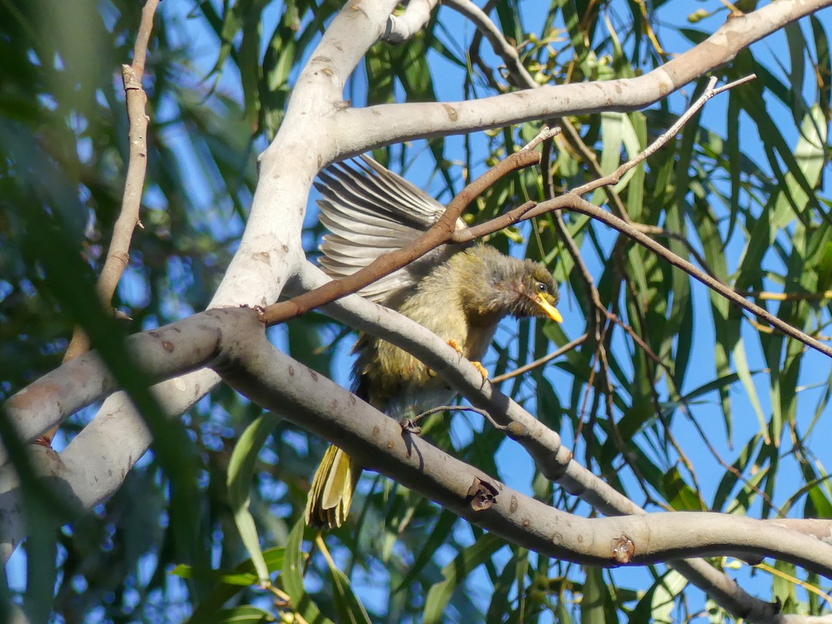 Bell Miner - ML638055354