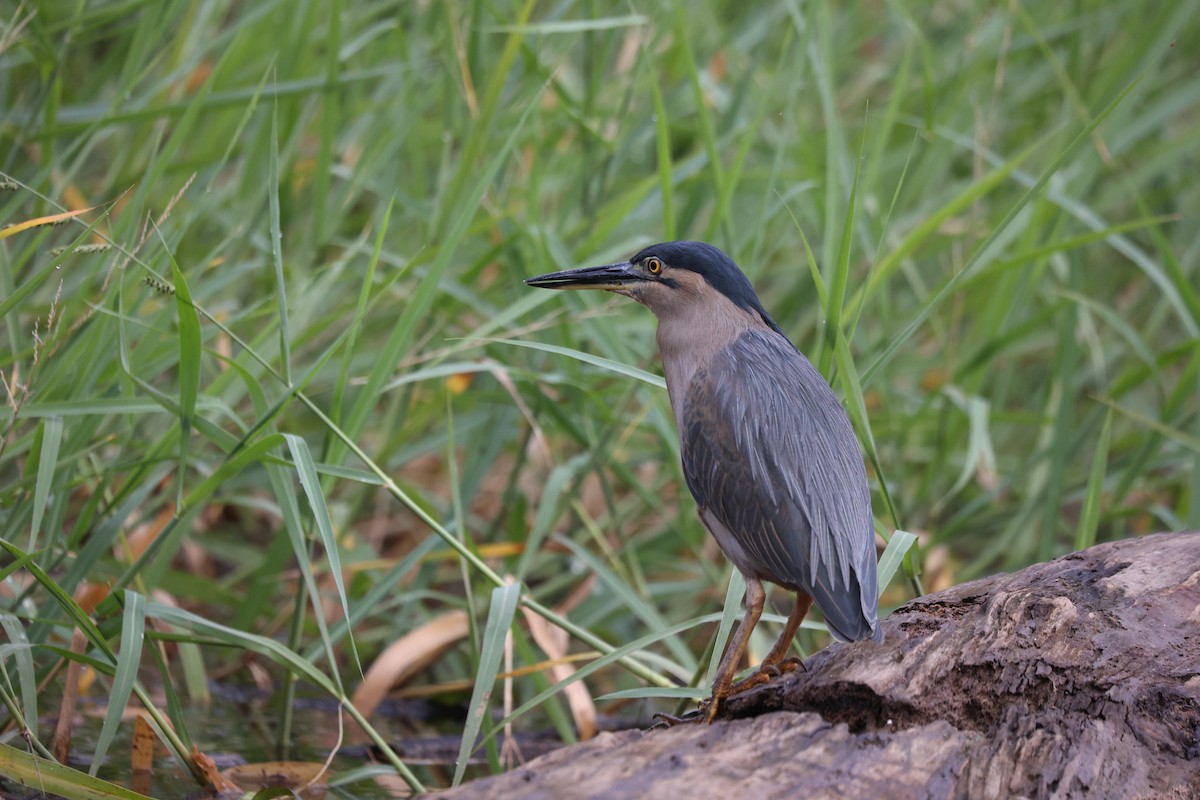 Striated Heron - ML638055377
