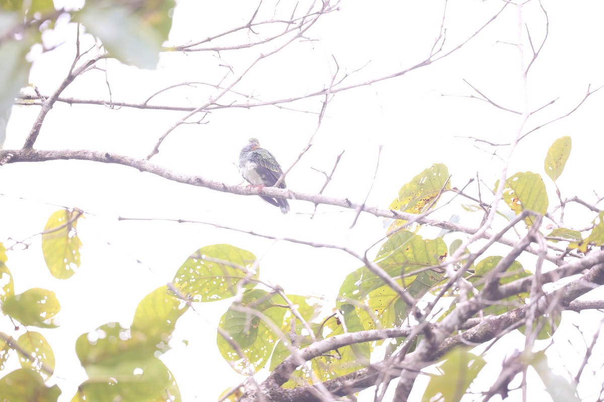 Superb Fruit-Dove - ML638055394