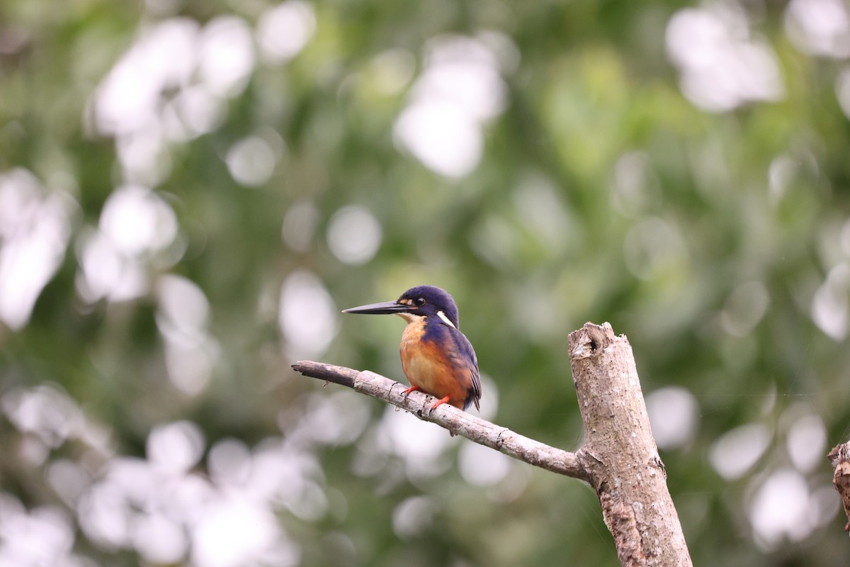 Azure Kingfisher - ML638055402