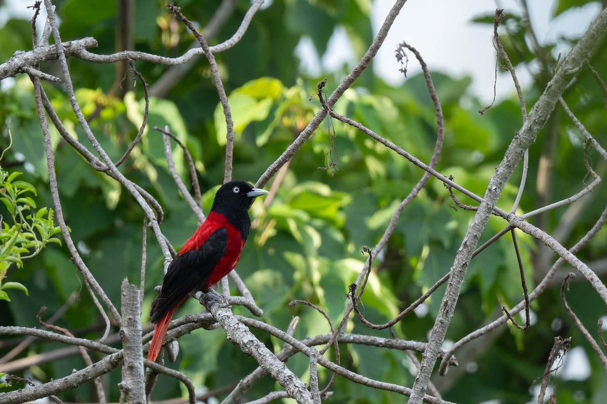 Loriot pourpré (ardens/nigellicauda) - ML638055434