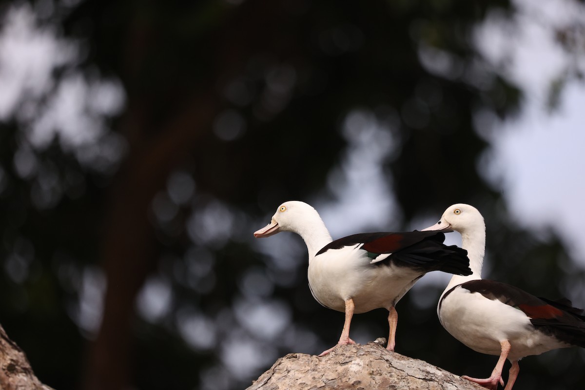 Radjah Shelduck - ML638055443