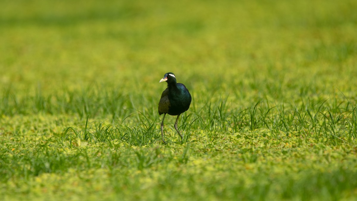 Bronze-winged Jacana - ML638055445