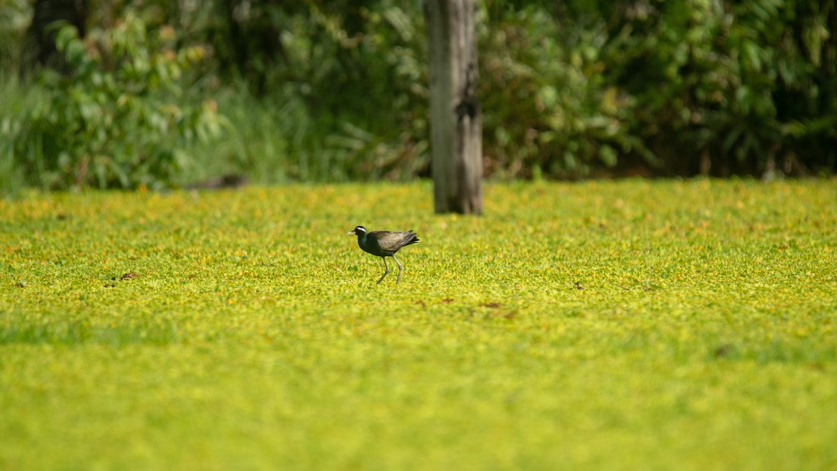 Bronze-winged Jacana - ML638055446
