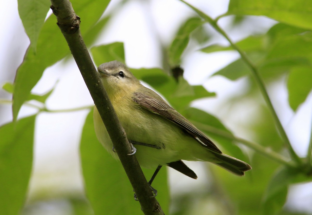 Philadelphia Vireo - ML638055458