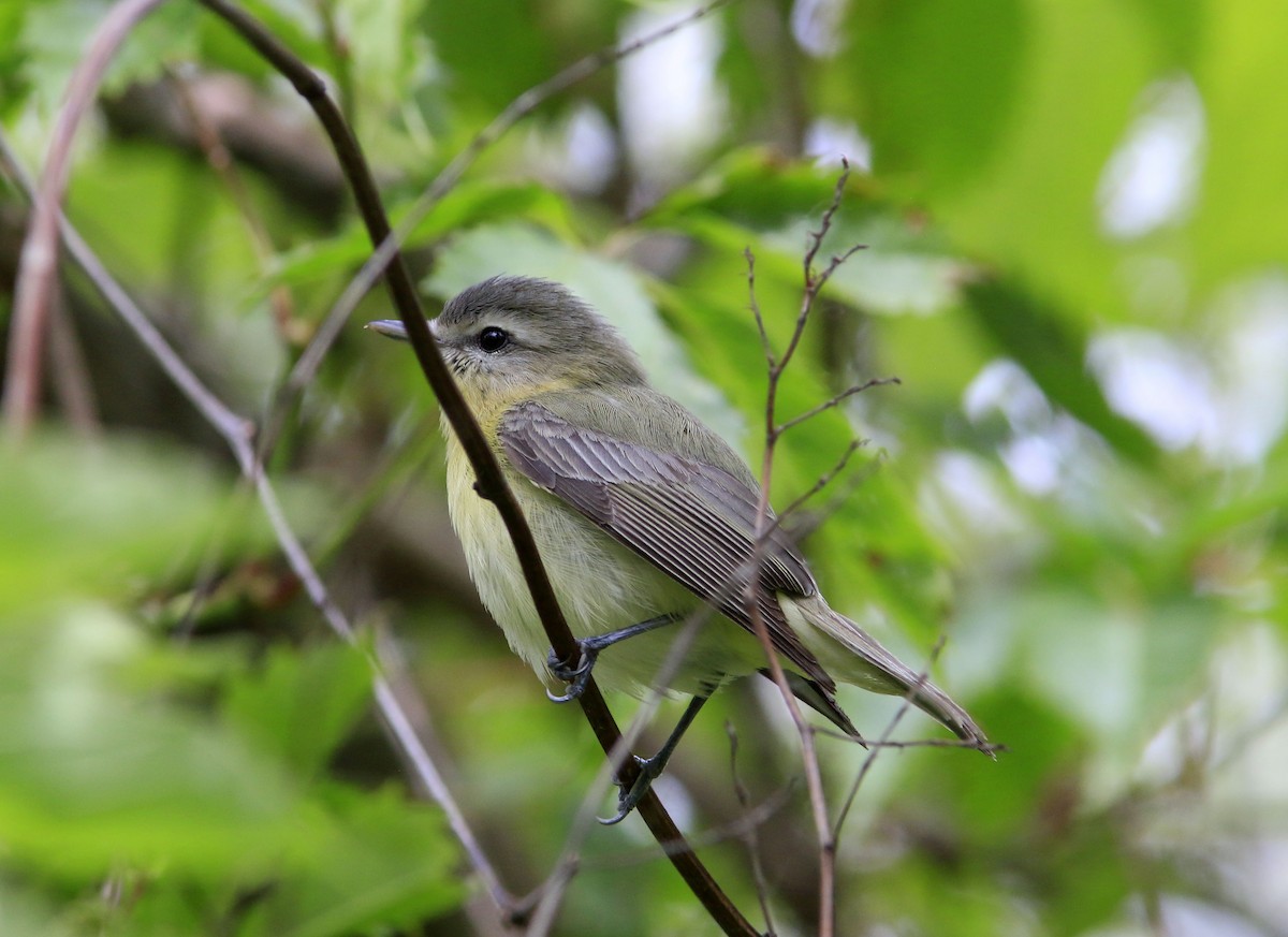 Philadelphia Vireo - ML638055459