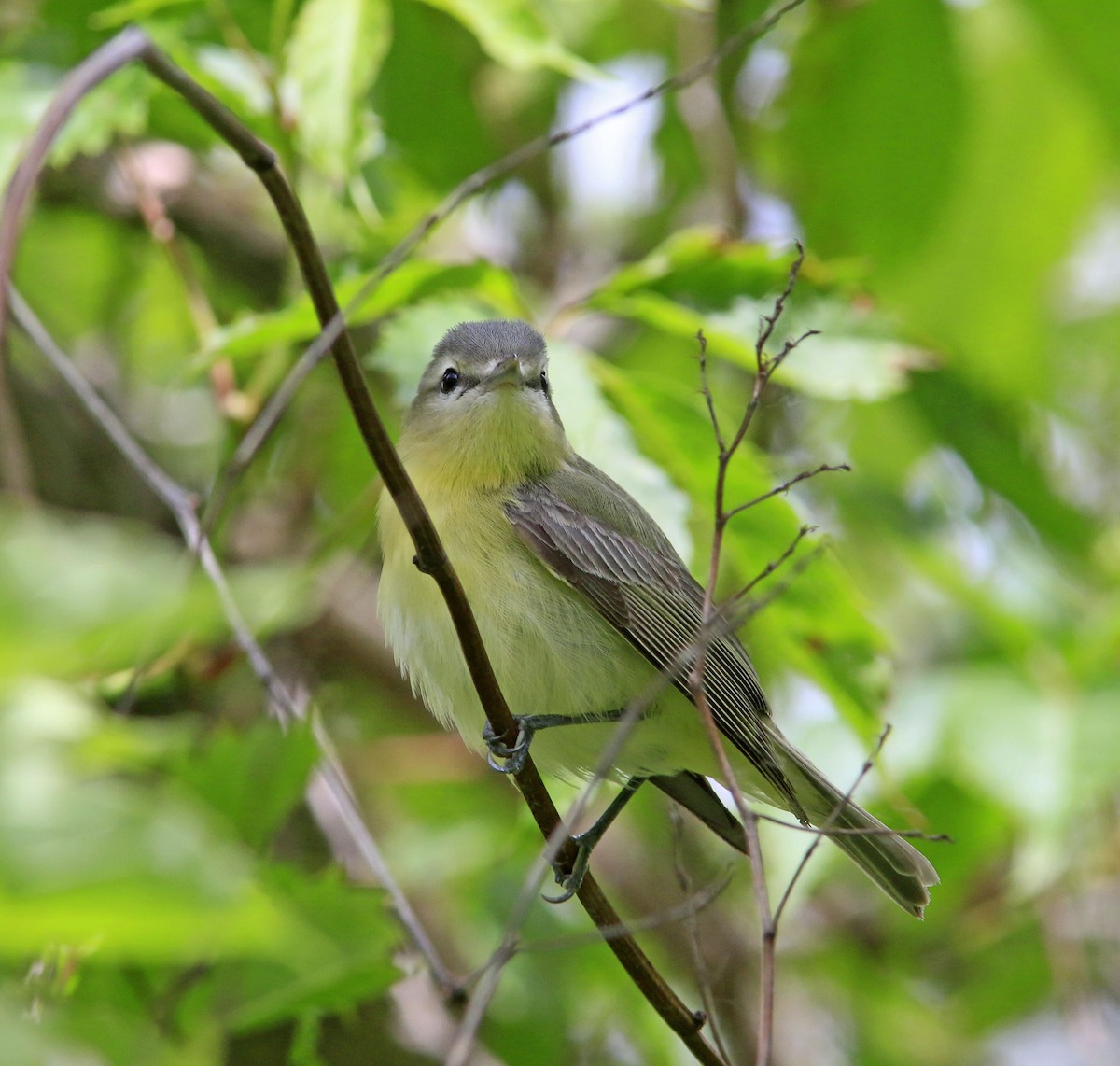 Philadelphia Vireo - ML638055460