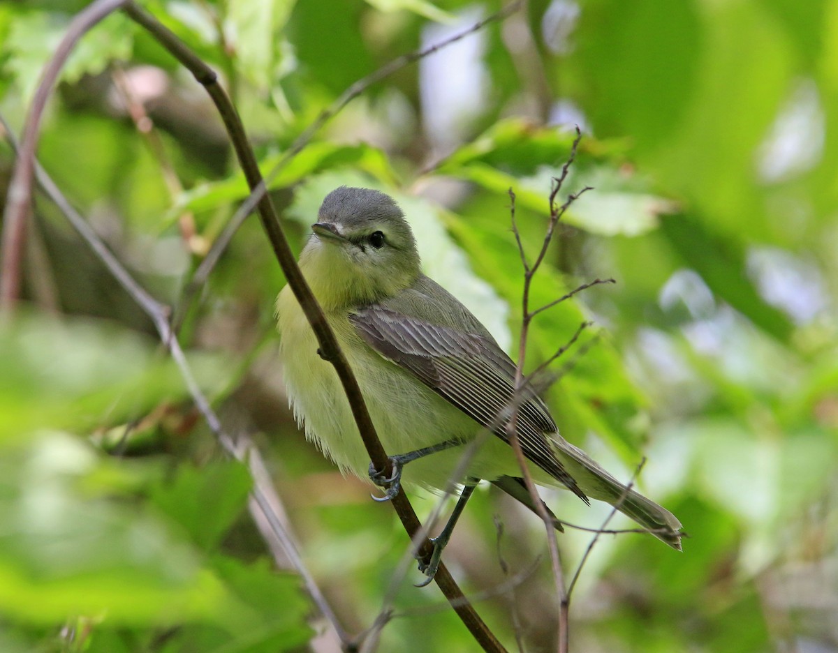 Philadelphia Vireo - ML638055461