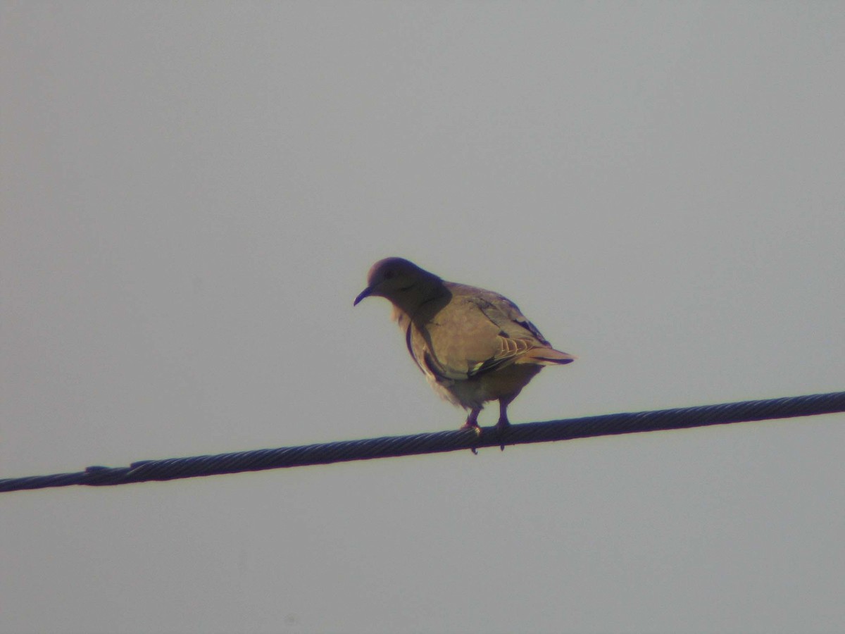 White-winged Dove - ML638055462