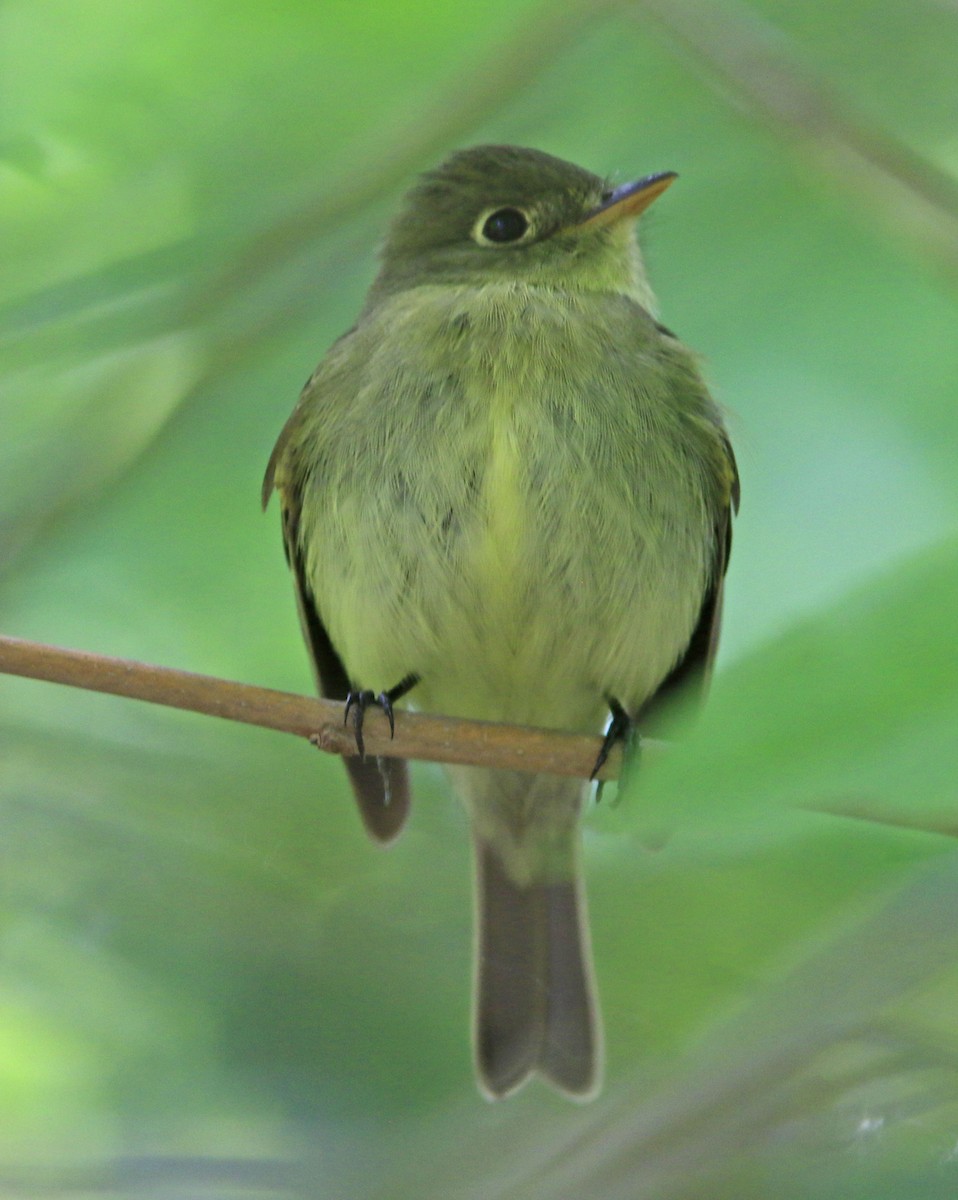 Sarı Karınlı Boreal Sinekkapan - ML638055502