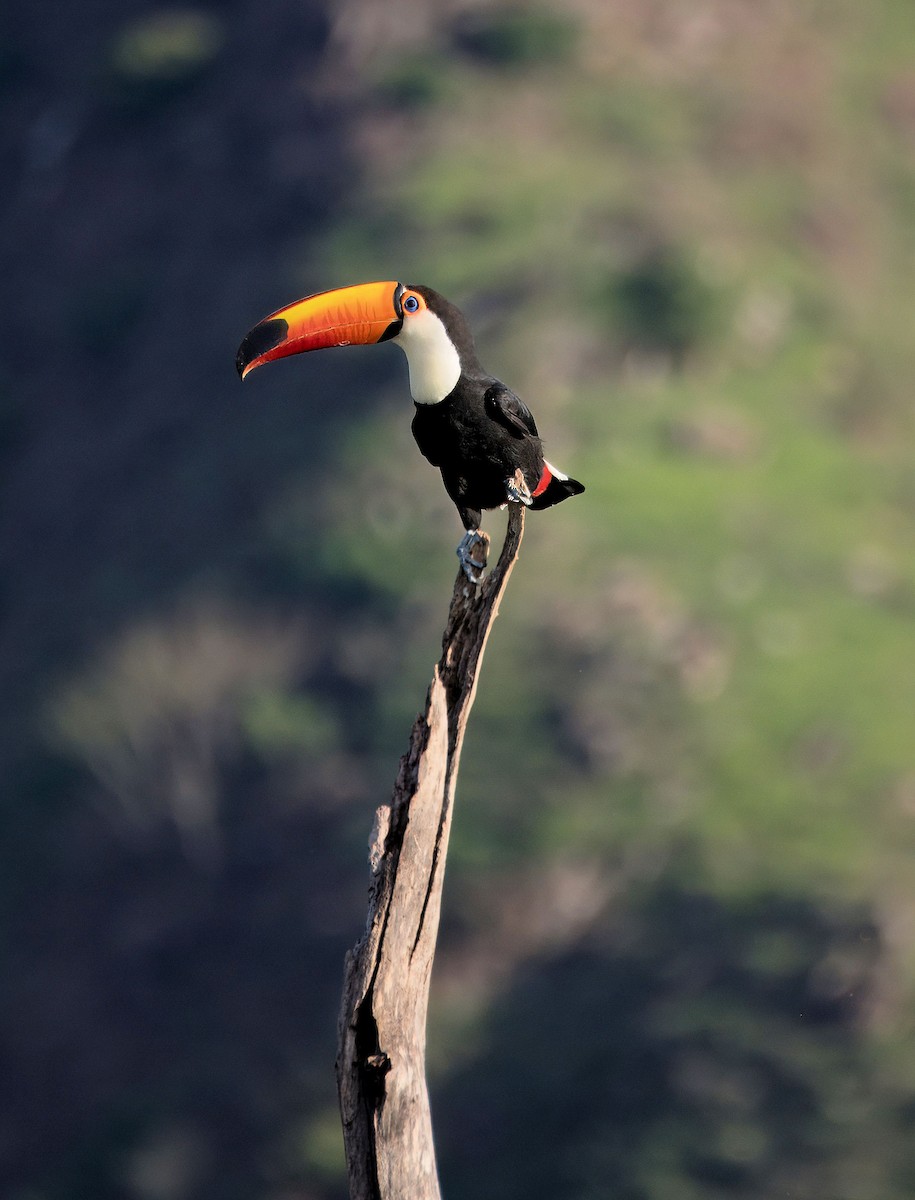 Toco Toucan - ML638055507
