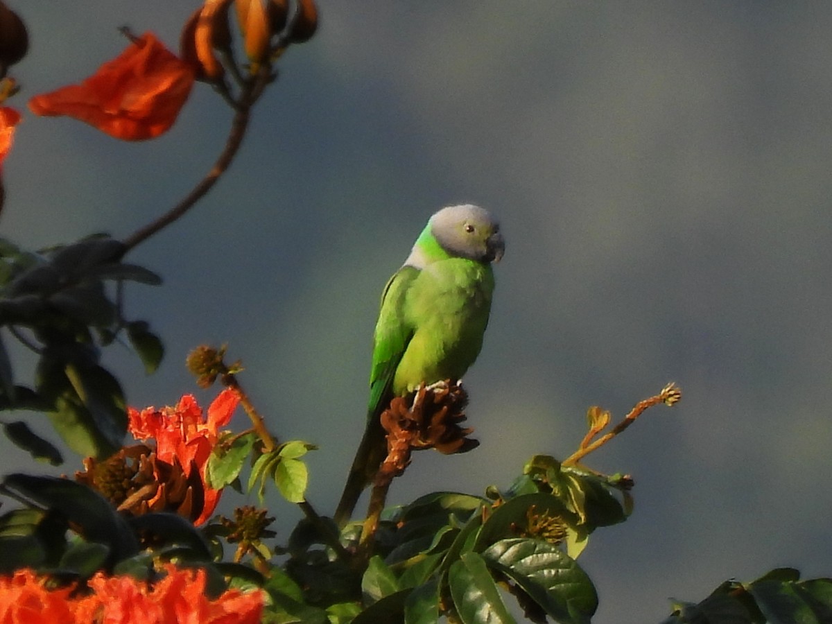 Layard's Parakeet - ML638055509