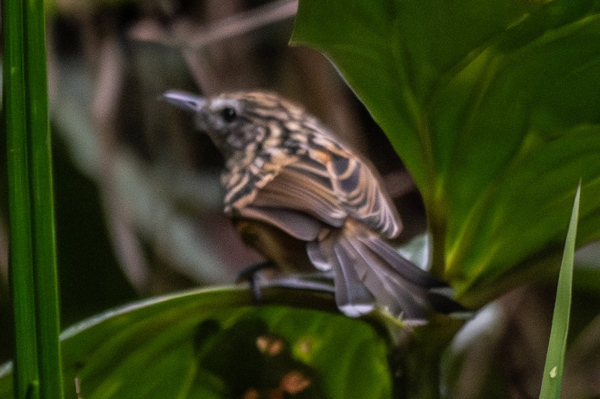 Streak-headed Antbird - ML638055510