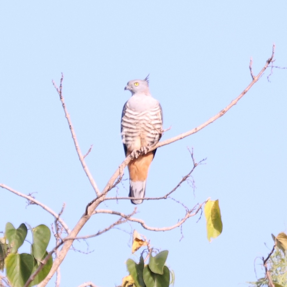 Pacific Baza - ML638055517