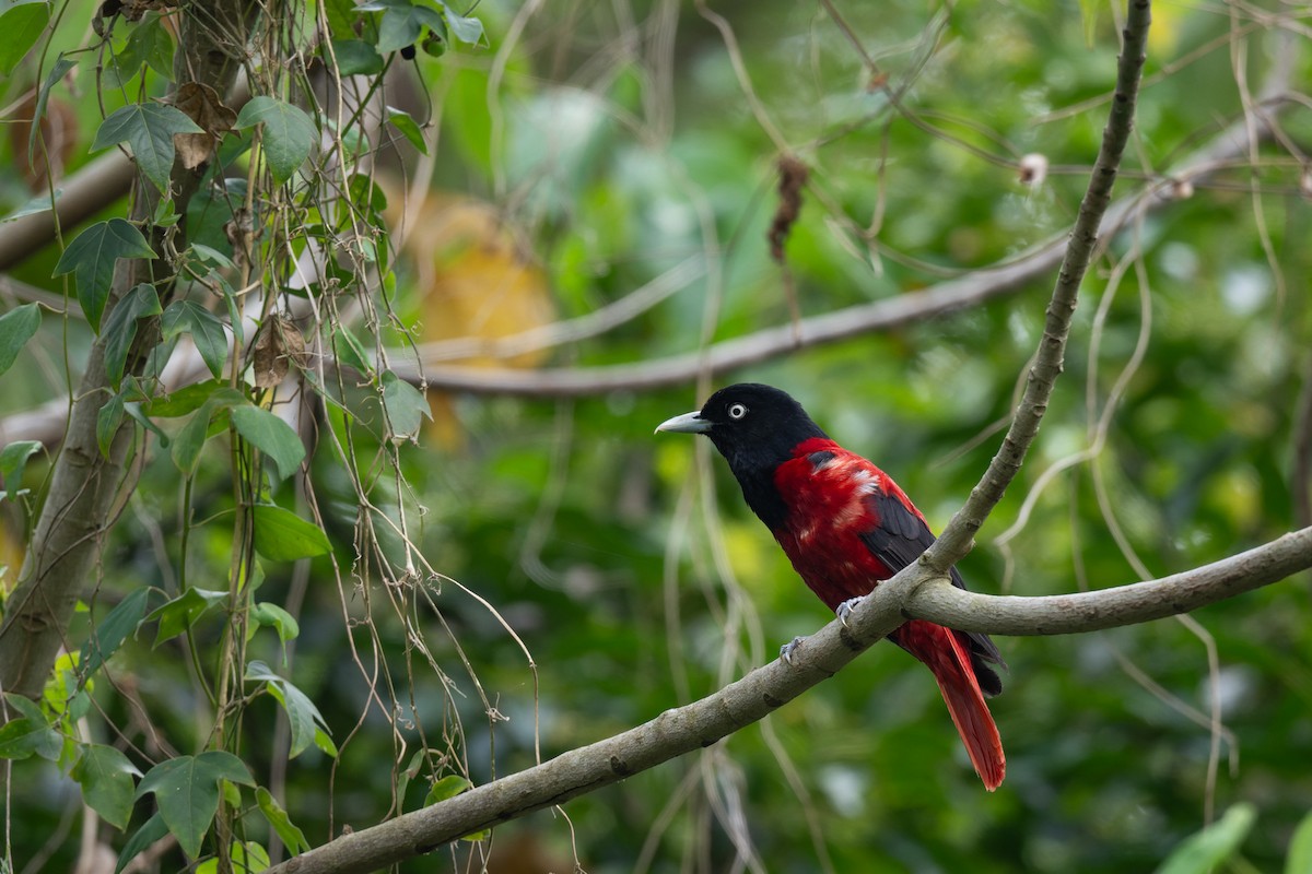 Loriot pourpré (ardens/nigellicauda) - ML638055521