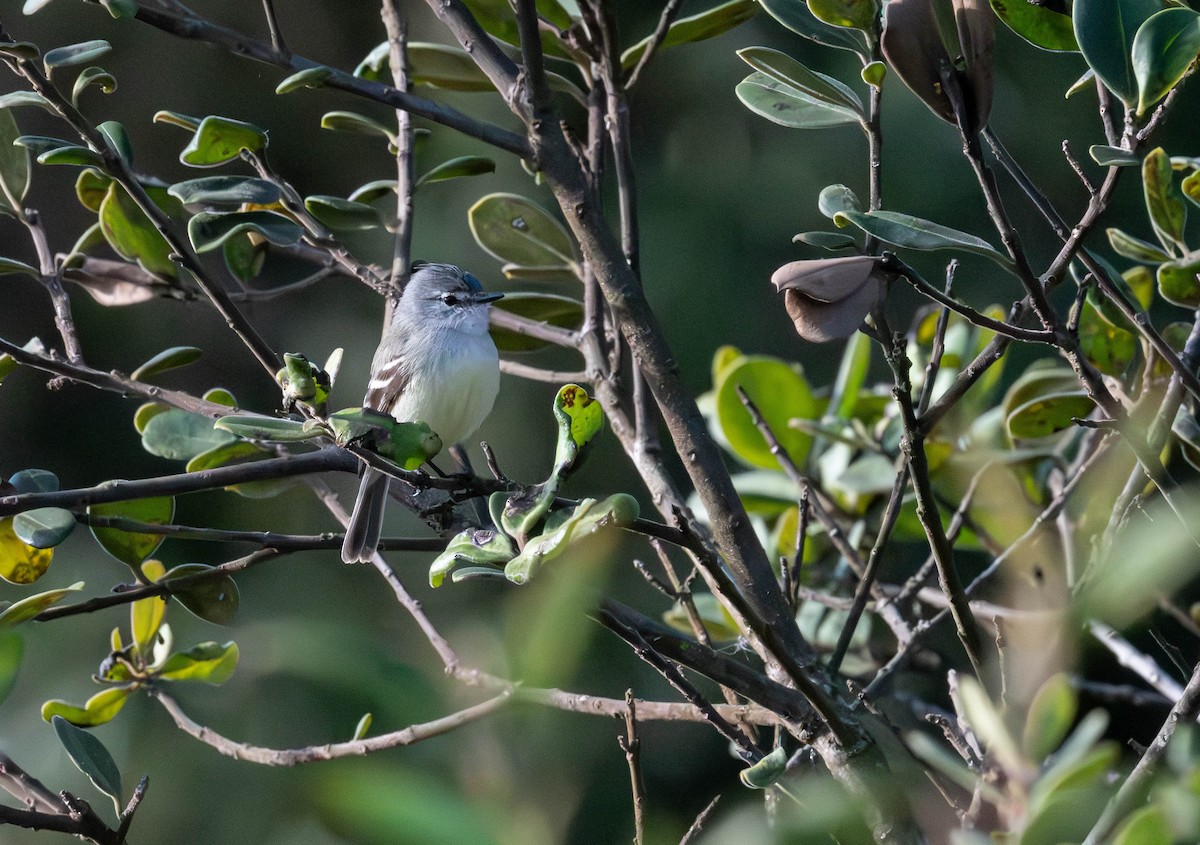 White-crested Tyrannulet - ML638055524
