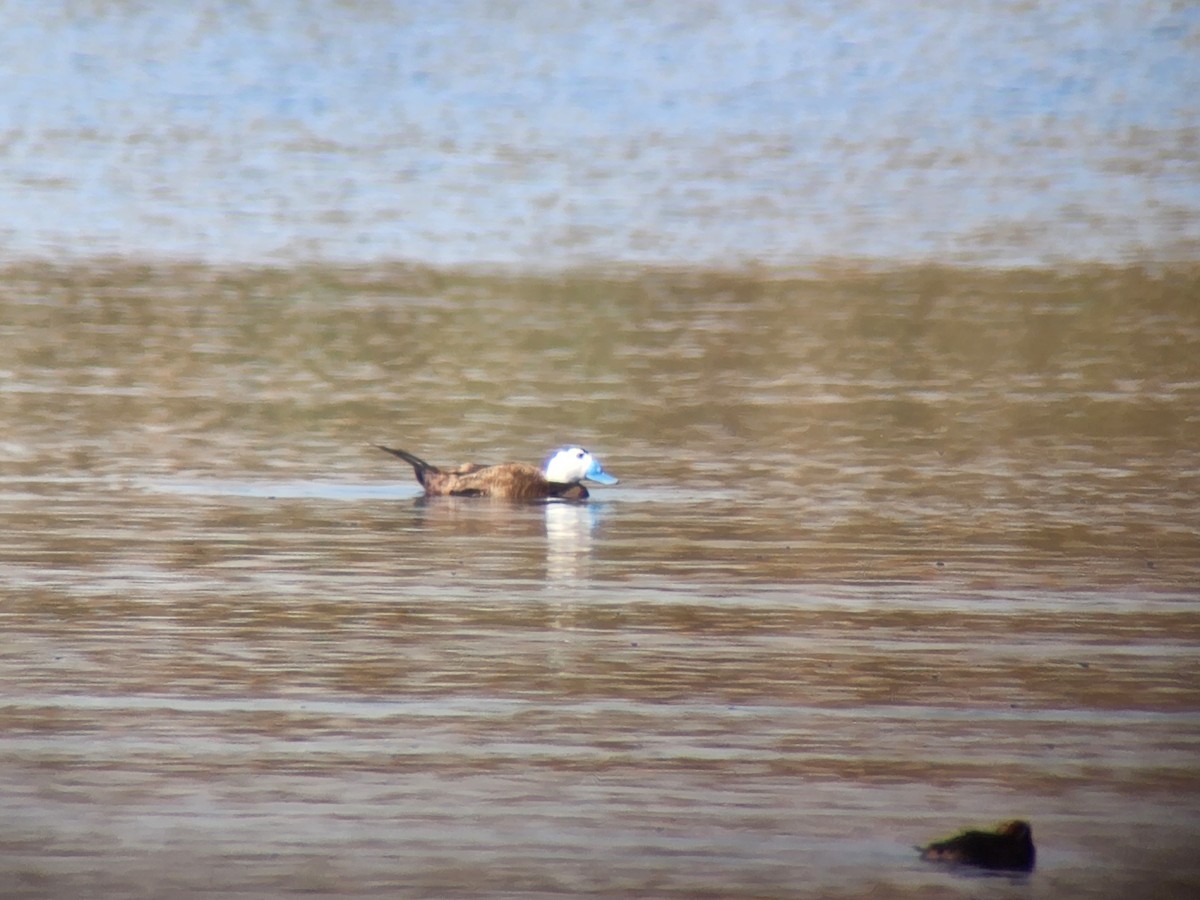 White-headed Duck - ML638055525