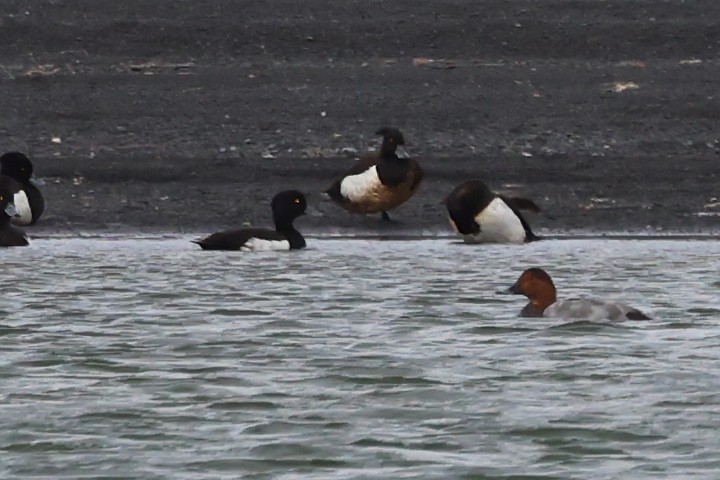 Common Pochard - ML638055533