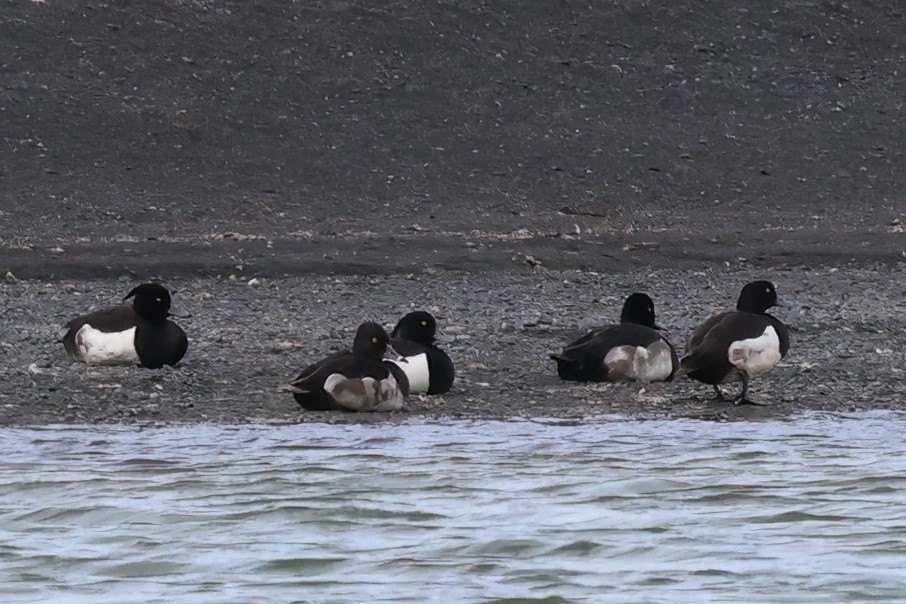 Ring-necked Duck - ML638055534