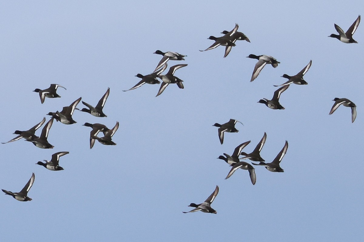 Lesser Scaup - ML638055535