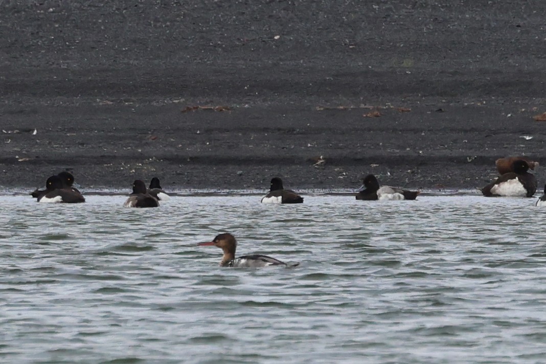 Lesser Scaup - ML638055539