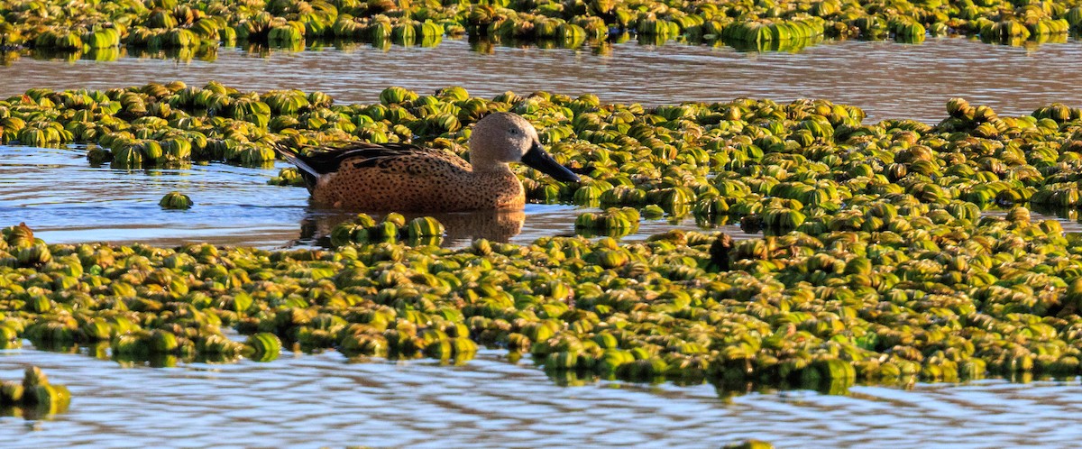 Red Shoveler - ML638055554