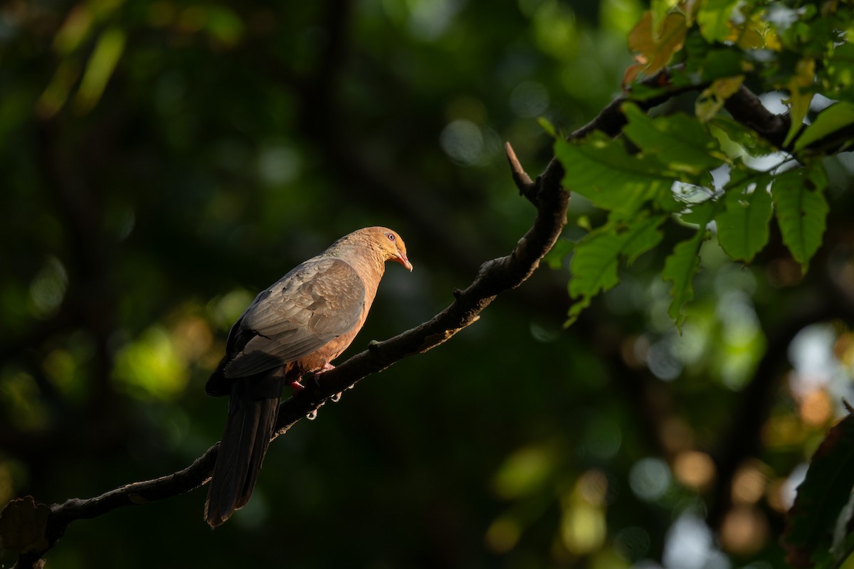Philippine Cuckoo-Dove - ML638055559