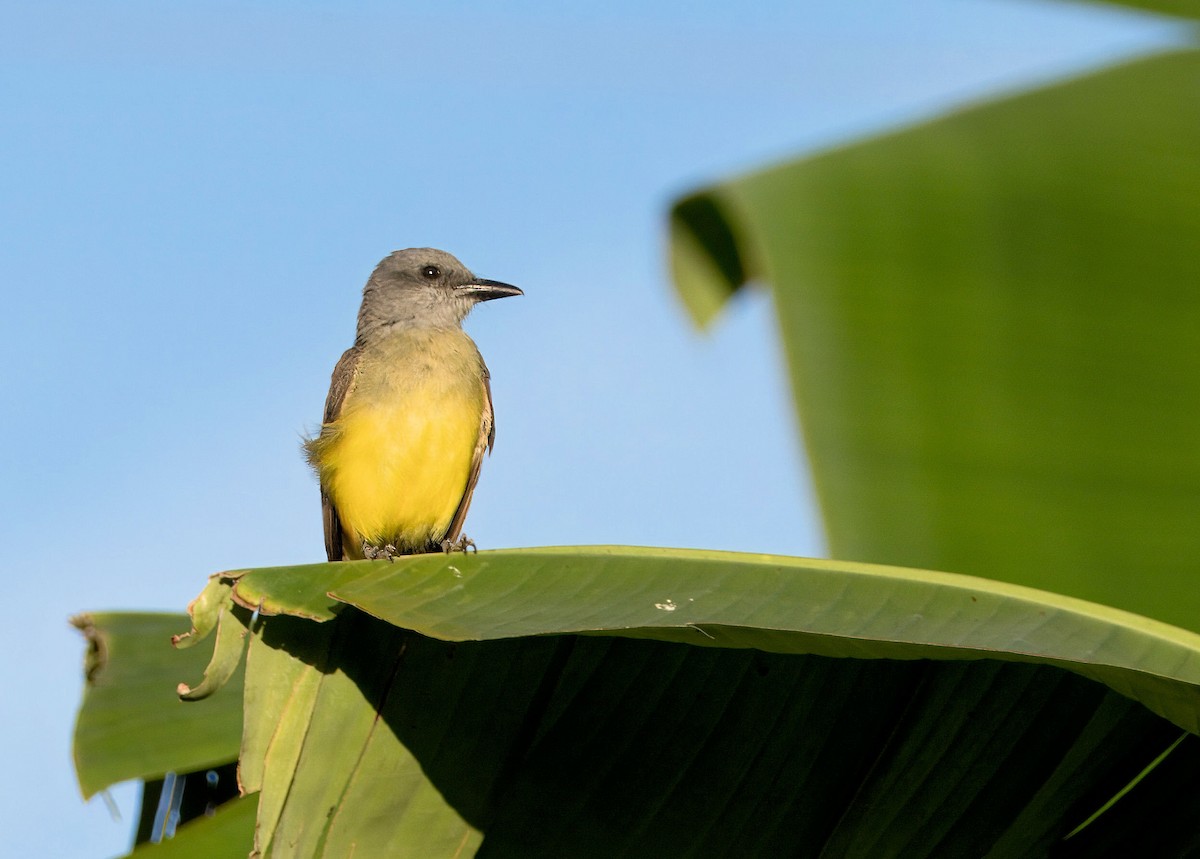 Tropical Kingbird - ML638055567