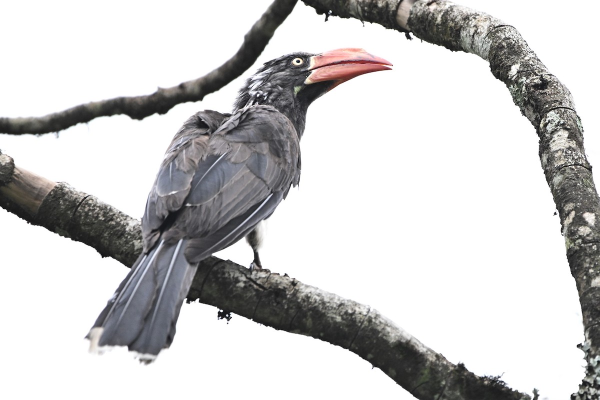 Crowned Hornbill - ML638055569