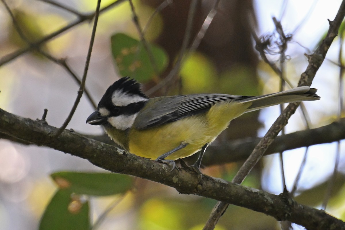 Eastern Shrike-tit - ML638055578