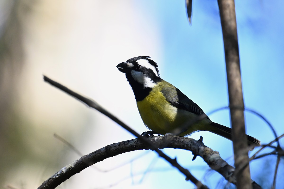 Eastern Shrike-tit - ML638055579