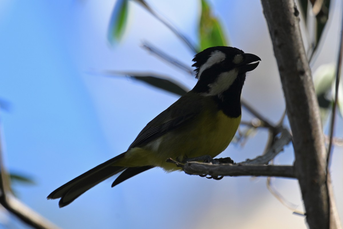 Eastern Shrike-tit - ML638055580