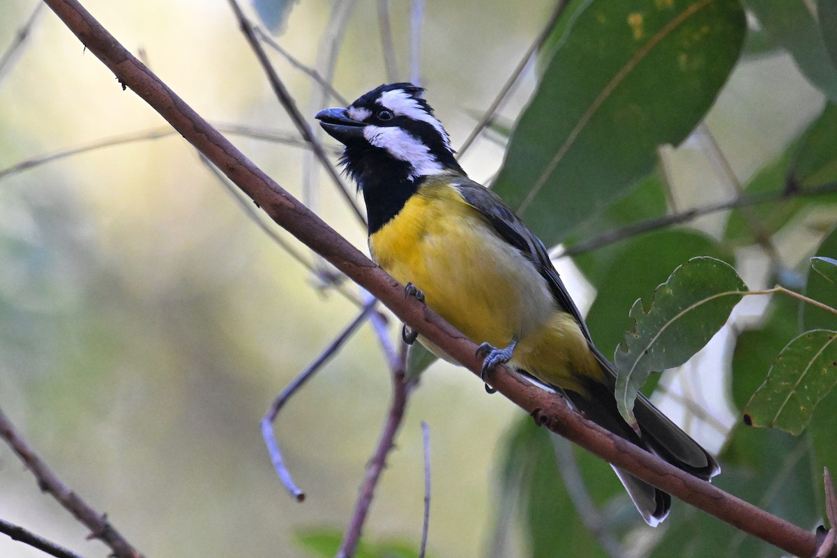 Eastern Shrike-tit - ML638055581