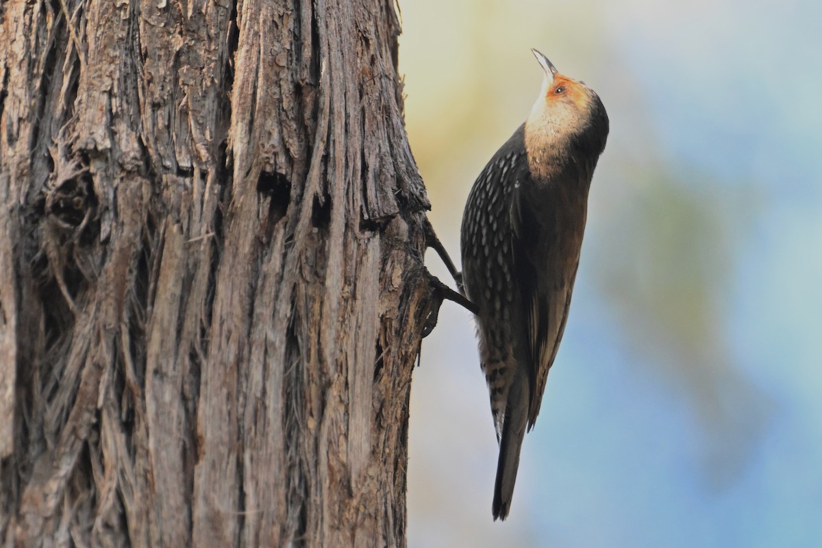 Red-browed Treecreeper - ML638055584