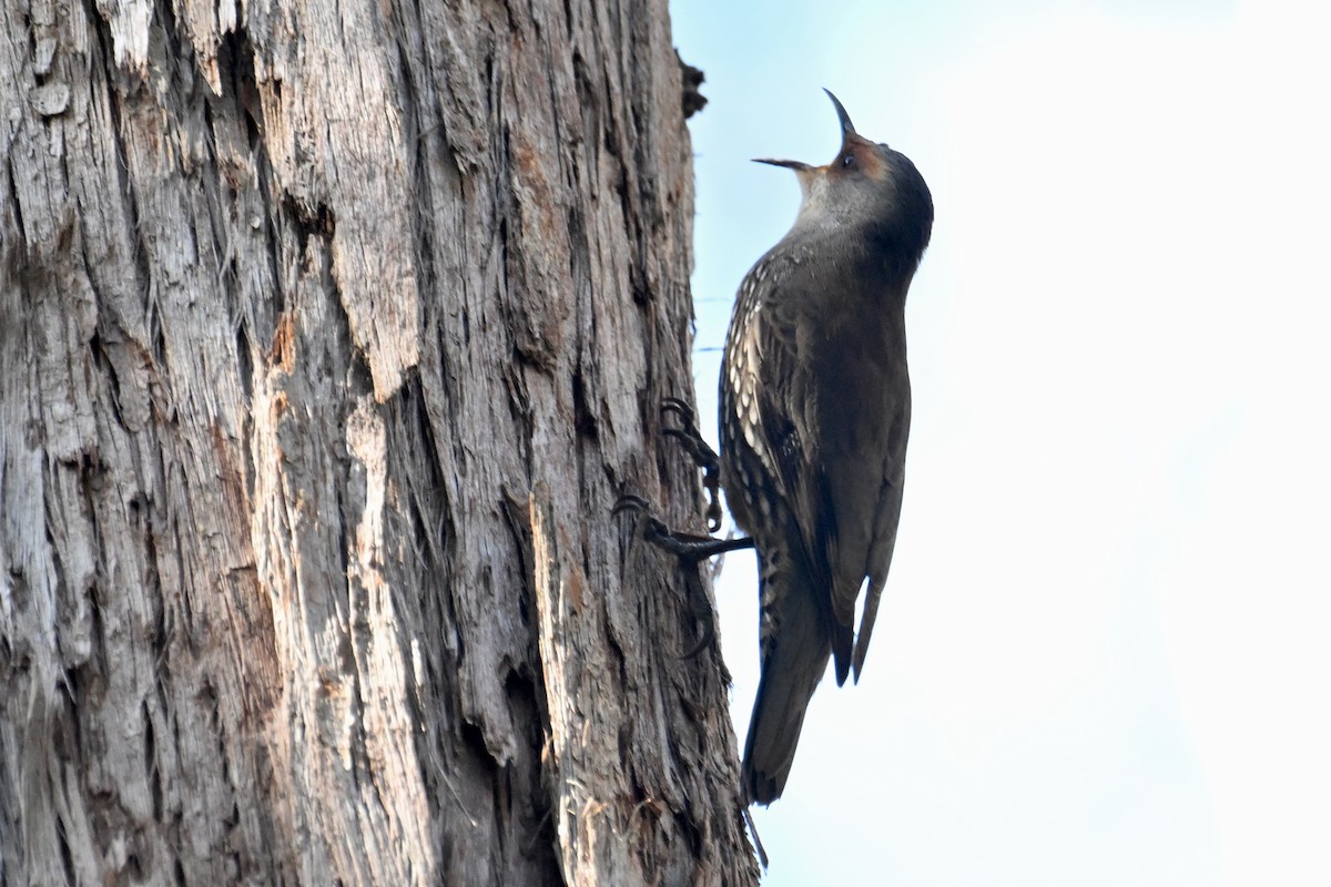 Red-browed Treecreeper - ML638055585