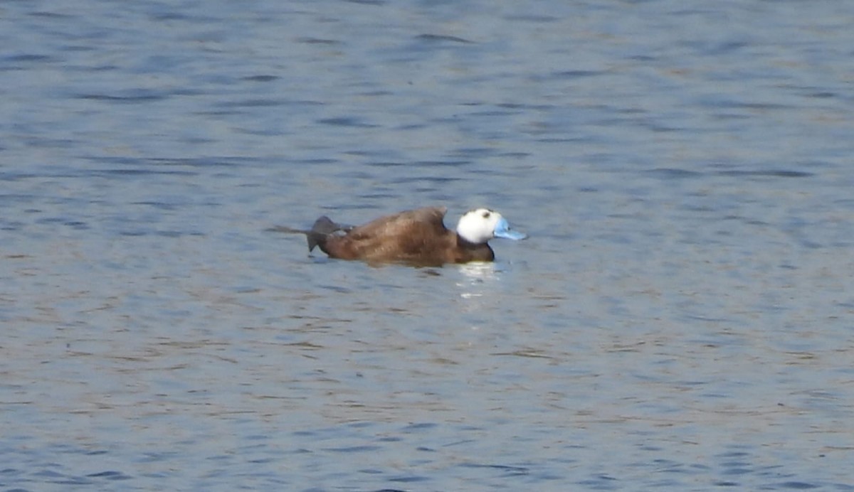 White-headed Duck - ML638055589