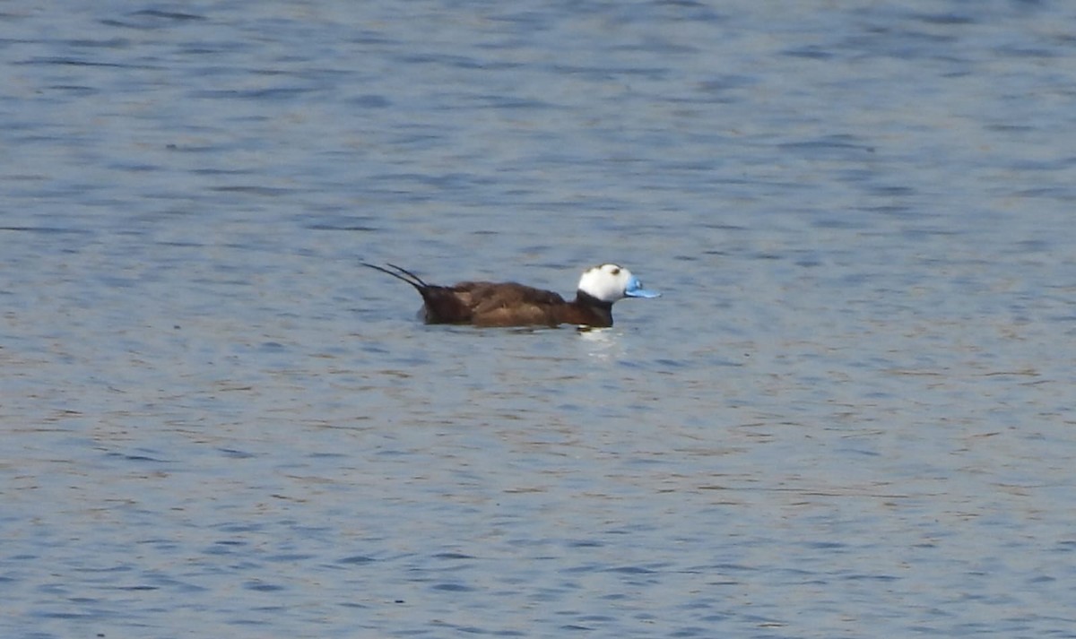 White-headed Duck - ML638055590