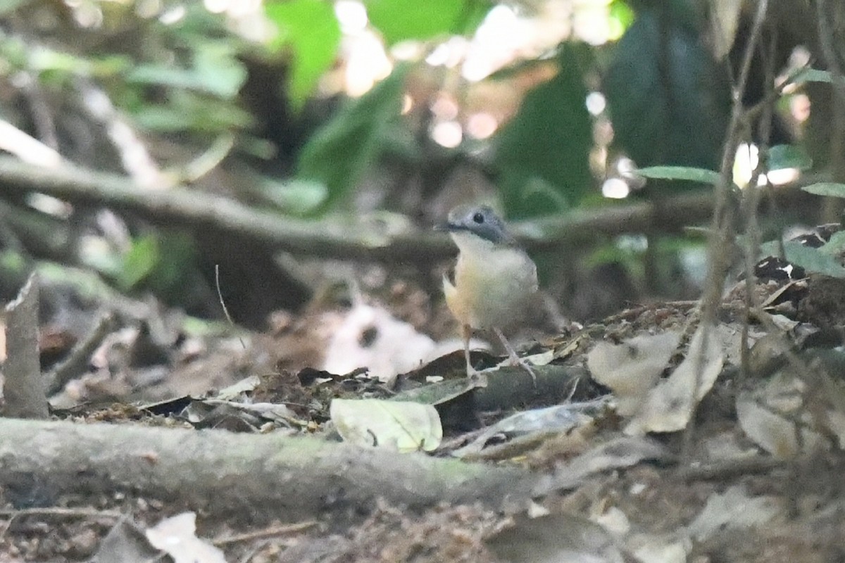 Short-tailed Babbler - ML638055598