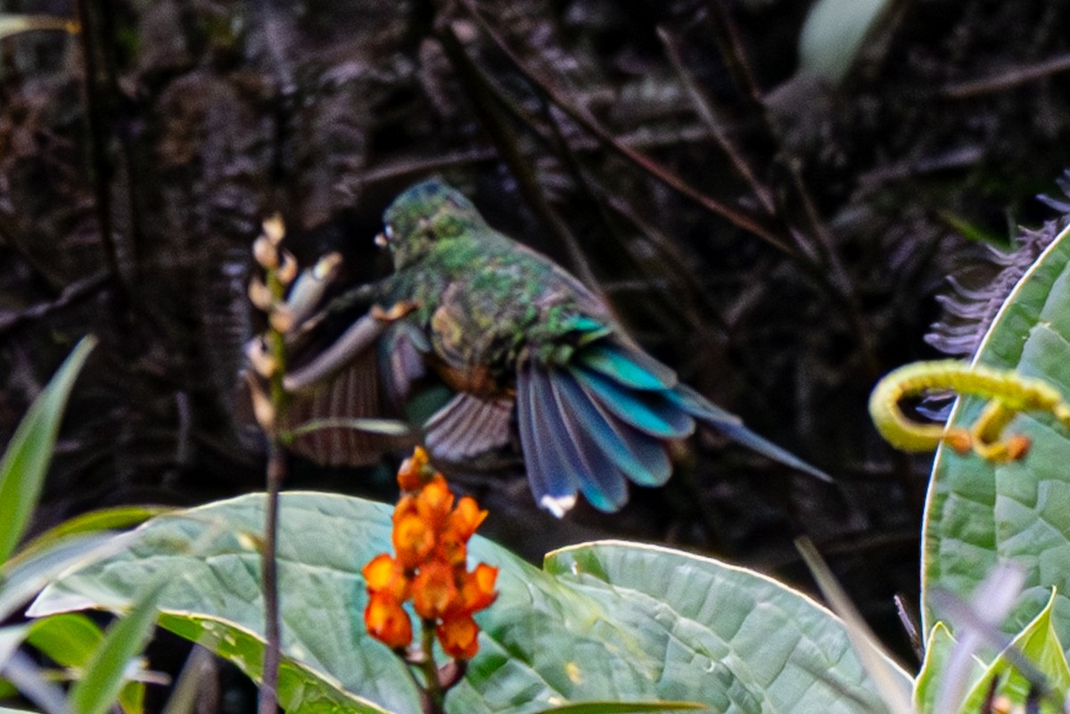 Violet-tailed Sylph - ML638055605