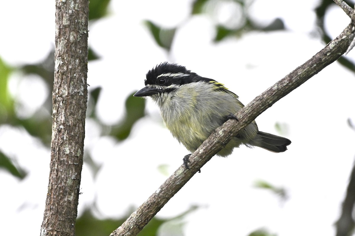 Yellow-rumped Tinkerbird - ML638055630