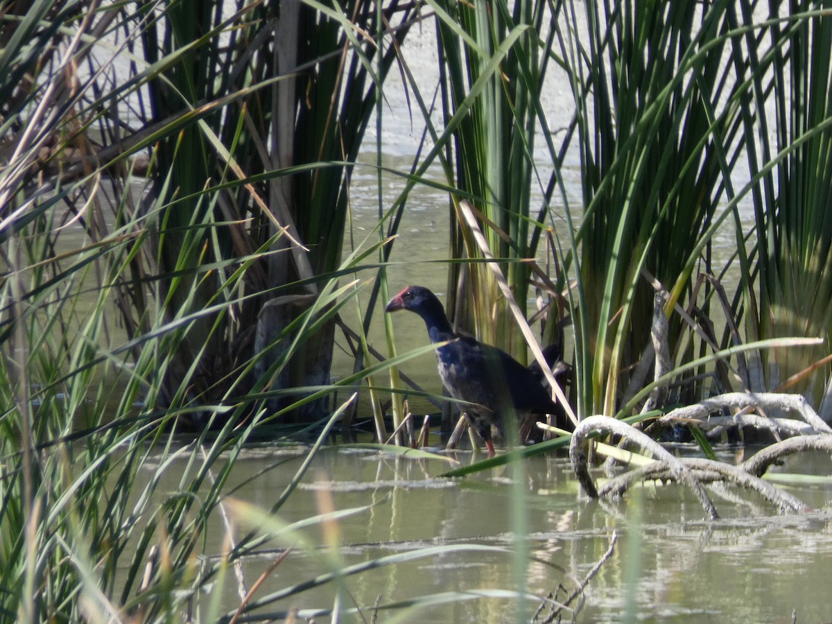Western Swamphen - ML638055642